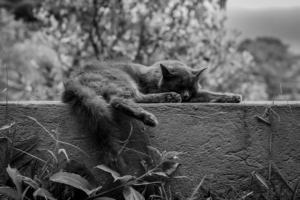Photo of cat on wall
