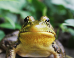 Photo of frog
